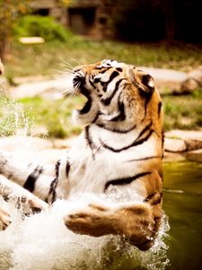 Preview wallpaper tigers, couple, fighting, water, aggression, predator