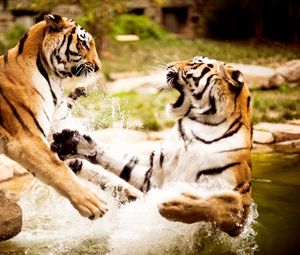 Preview wallpaper tigers, couple, fighting, water, aggression, predator