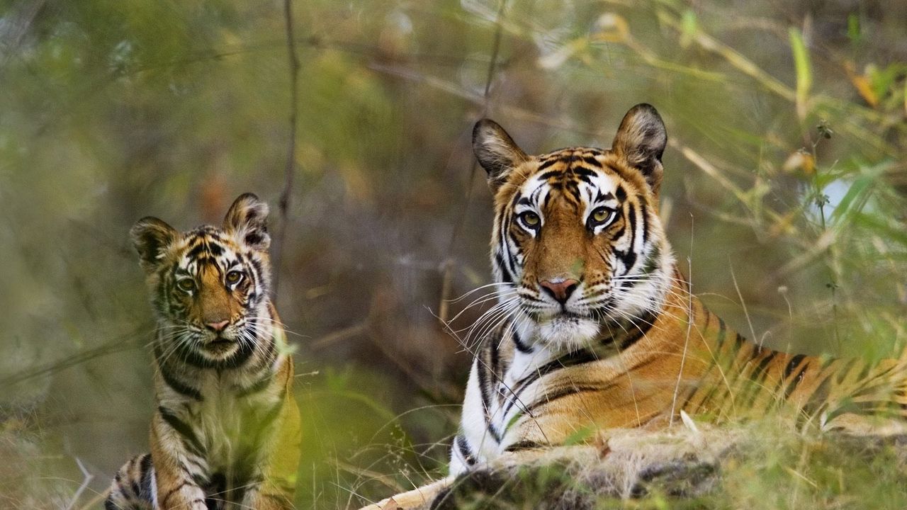 Wallpaper tigers, couple, grass, lie, rest, big cats, predators