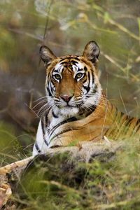 Preview wallpaper tigers, couple, grass, lie, rest, big cats, predators