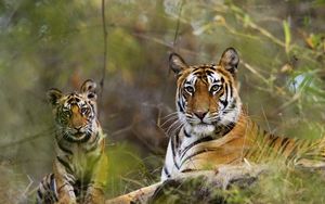 Preview wallpaper tigers, couple, grass, lie, rest, big cats, predators