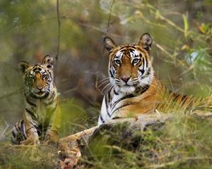 Preview wallpaper tigers, couple, grass, lie, rest, big cats, predators