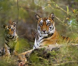 Preview wallpaper tigers, couple, grass, lie, rest, big cats, predators