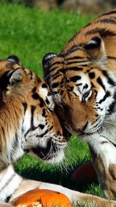 Preview wallpaper tigers, couple, grass, care