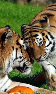 Preview wallpaper tigers, couple, grass, care