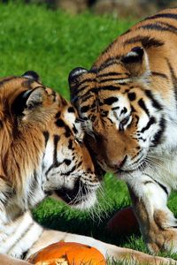 Preview wallpaper tigers, couple, grass, care