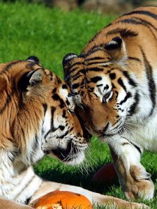 Preview wallpaper tigers, couple, grass, care