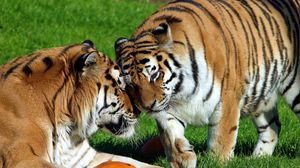 Preview wallpaper tigers, couple, grass, care