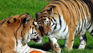 Preview wallpaper tigers, couple, grass, care