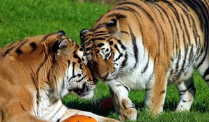 Preview wallpaper tigers, couple, grass, care