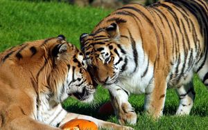 Preview wallpaper tigers, couple, grass, care