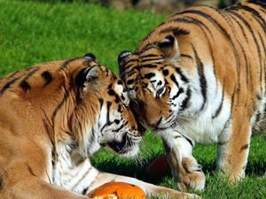 Preview wallpaper tigers, couple, grass, care