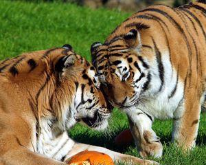 Preview wallpaper tigers, couple, grass, care