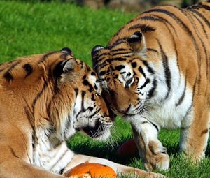 Preview wallpaper tigers, couple, grass, care