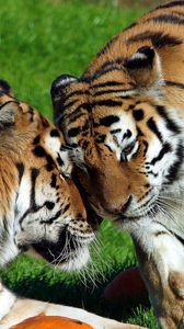 Preview wallpaper tigers, couple, grass, lie, tenderness