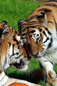 Preview wallpaper tigers, couple, grass, lie, tenderness