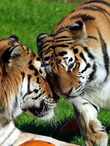 Preview wallpaper tigers, couple, grass, lie, tenderness