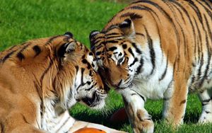 Preview wallpaper tigers, couple, grass, lie, tenderness