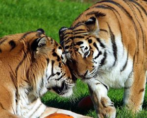 Preview wallpaper tigers, couple, grass, lie, tenderness