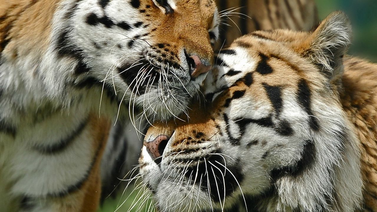 Wallpaper tigers, couple, love, caring, big cat