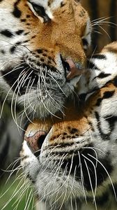 Preview wallpaper tigers, couple, love, caring, big cat