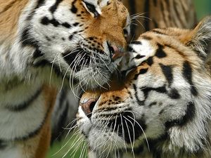 Preview wallpaper tigers, couple, love, caring, big cat