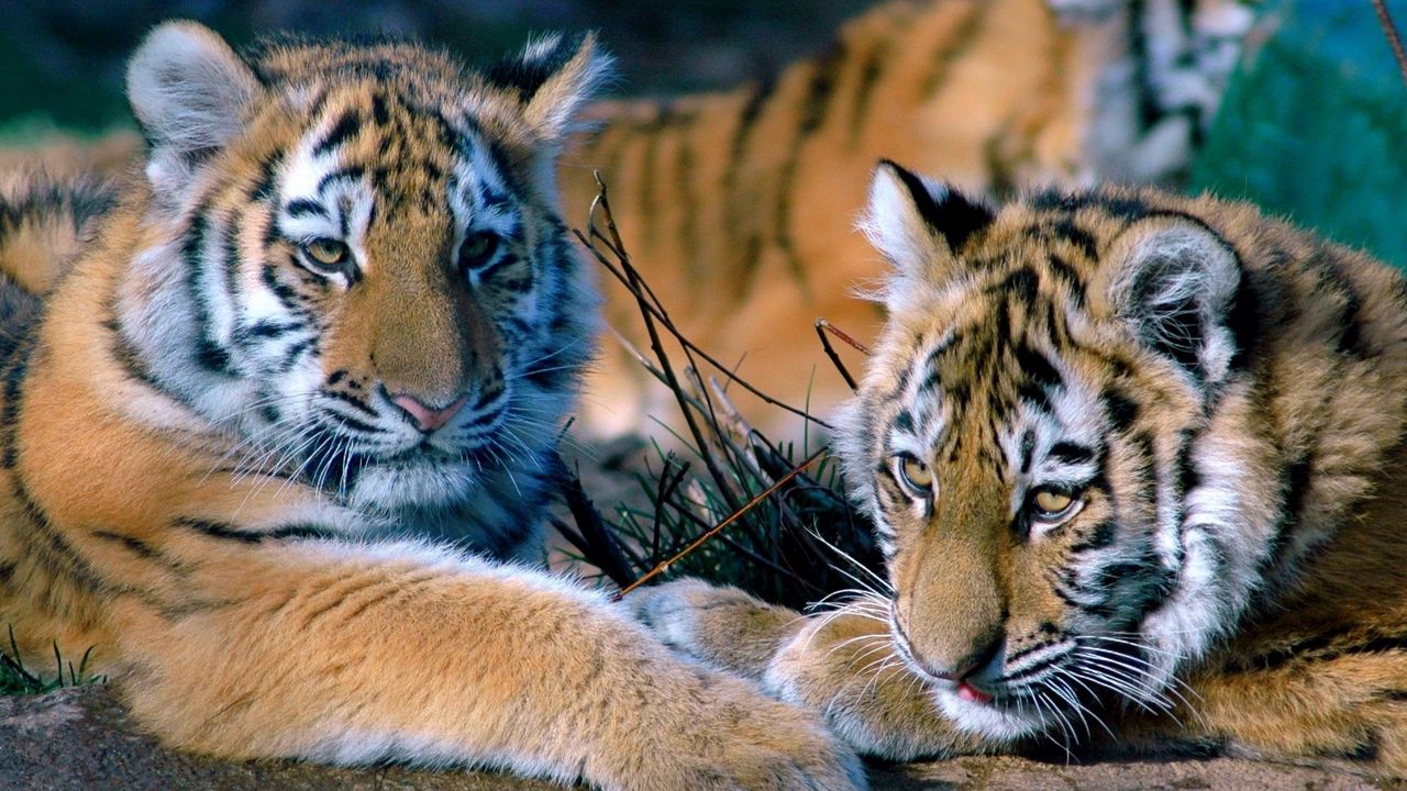 Wallpaper tigers, couple, lying, family, predators