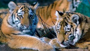 Preview wallpaper tigers, couple, lying, family, predators