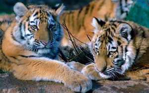 Preview wallpaper tigers, couple, lying, family, predators