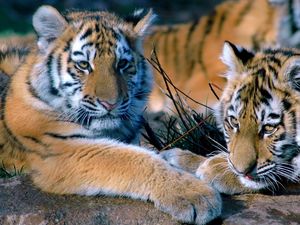 Preview wallpaper tigers, couple, lying, family, predators