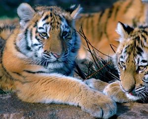 Preview wallpaper tigers, couple, lying, family, predators