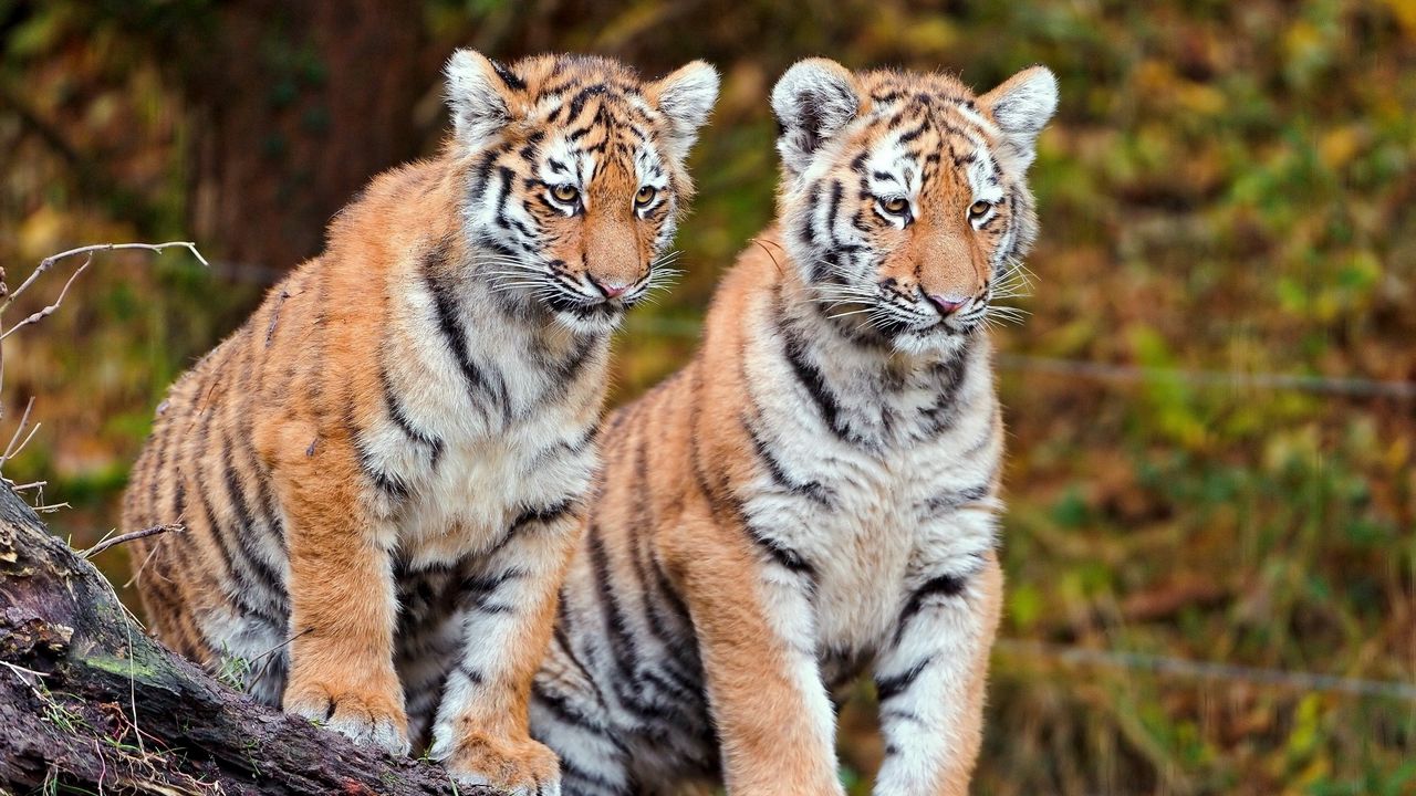 Wallpaper tigers, couple, sit, big cats