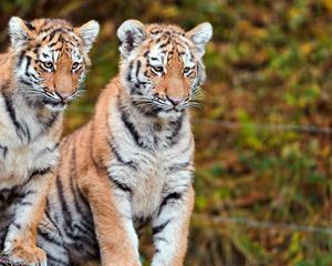 Preview wallpaper tigers, couple, sit, big cats