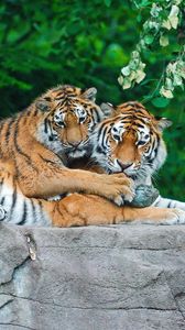 Preview wallpaper tigers, couple, stone, grass, leaves