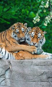 Preview wallpaper tigers, couple, stone, grass, leaves