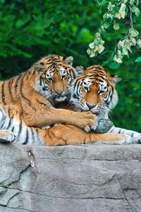 Preview wallpaper tigers, couple, stone, grass, leaves