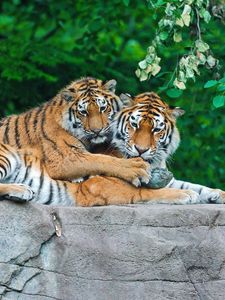 Preview wallpaper tigers, couple, stone, grass, leaves