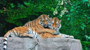 Preview wallpaper tigers, couple, stone, grass, leaves