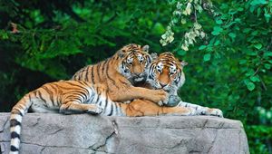 Preview wallpaper tigers, couple, stone, grass, leaves