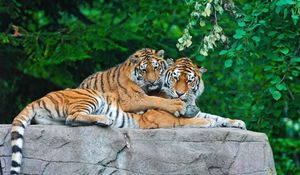 Preview wallpaper tigers, couple, stone, grass, leaves