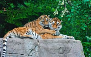 Preview wallpaper tigers, couple, stone, grass, leaves