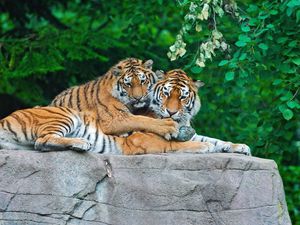 Preview wallpaper tigers, couple, stone, grass, leaves