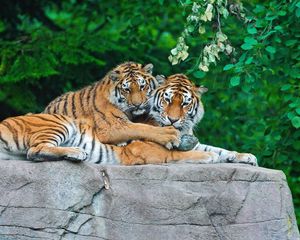 Preview wallpaper tigers, couple, stone, grass, leaves