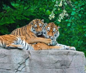 Preview wallpaper tigers, couple, stone, grass, leaves