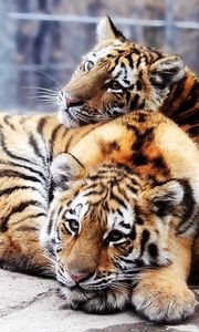 Preview wallpaper tigers, couple, tenderness, predators