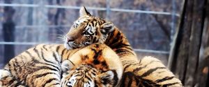 Preview wallpaper tigers, couple, tenderness, predators