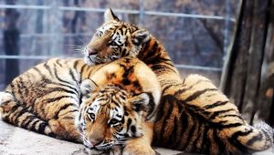 Preview wallpaper tigers, couple, tenderness, predators