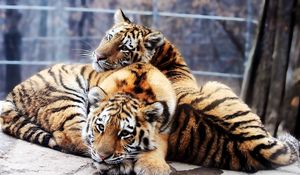 Preview wallpaper tigers, couple, tenderness, predators