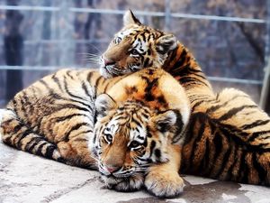 Preview wallpaper tigers, couple, tenderness, predators