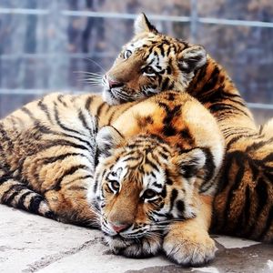 Preview wallpaper tigers, couple, tenderness, predators